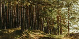 El renting se apunta a la reforestación: estos son los proyectos de ALD, Arval y Northgate