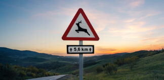 Ayvens analiza los accidentes con animales: por la mañana, en carretera y con 2.000 euros en reparación